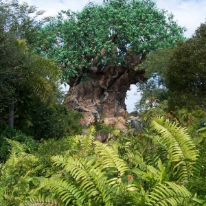 Tree of Life