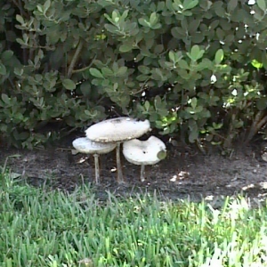 Disney_2007_167