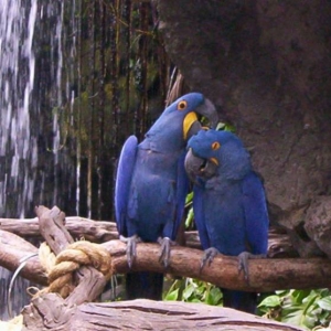 Love Birds