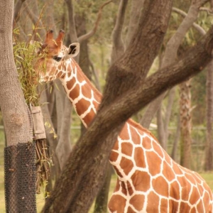 Animal Kingdom Lodge