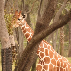 Animal Kingdom Lodge