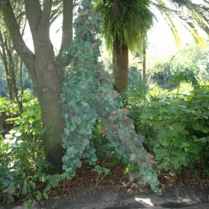 disney_world_2006_206