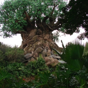 Tree of Life