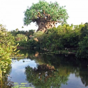 Tree of Life 08