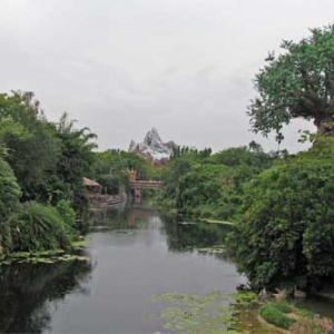 Animal Kingdom Bridge View