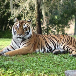 Ak Tiger