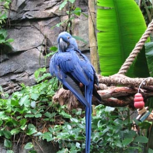 The Blue Parrot