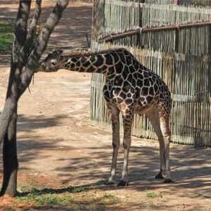 AKL Giraffe Savannah