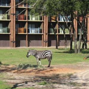 AKL-Zebra-web