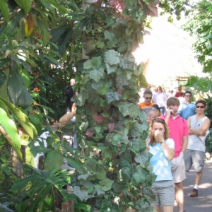 A living vine at Animal Kingdom.