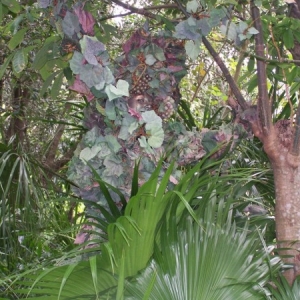 Discovering Devine