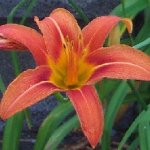 tlily04