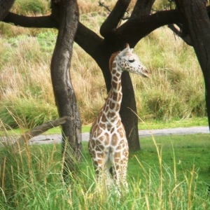 Baby Giraffe!