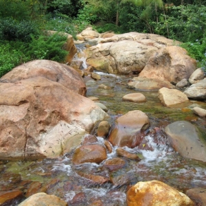 Animal Kingdom Stream