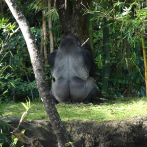 Silverback1