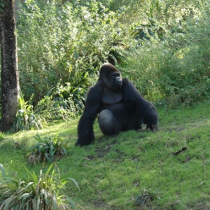 Poser 2