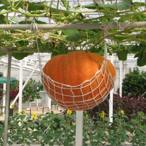 Big Pumpkin
