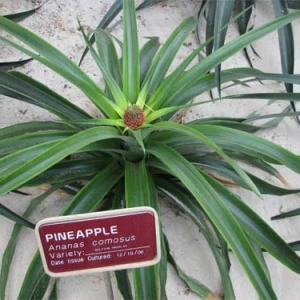 Greenhouse-Tour---Pineapple