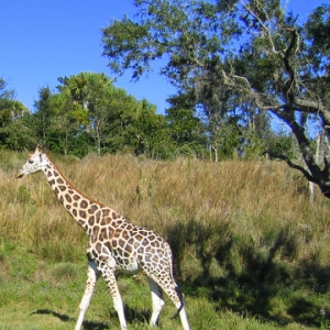 Giraffe at Animal Kingdom