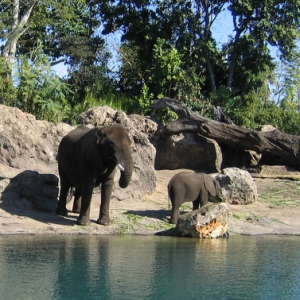 Elephants at Animal Kingdom
