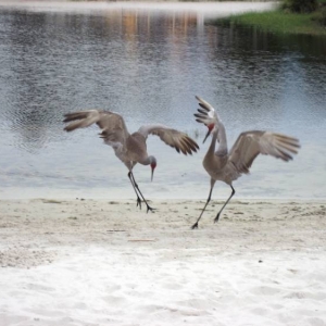 Dance on Beach