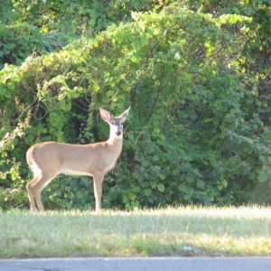 Contemporary Wildlife