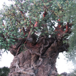 Tree of Life at Sunset