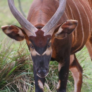 Bongo Browsing at the AKL