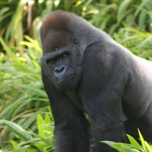 Majestic Silverback