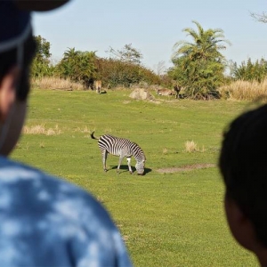 Watching the zebra on safari