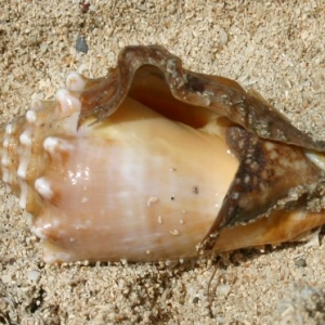 Paradise Beach Conch2