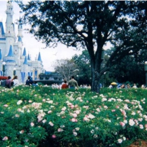 Rose Garden & Castle