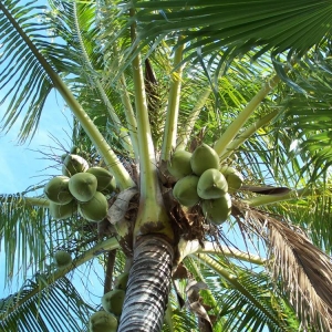 Coconuts