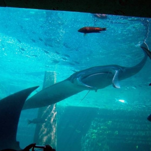 Manta Ray at Atlantis.