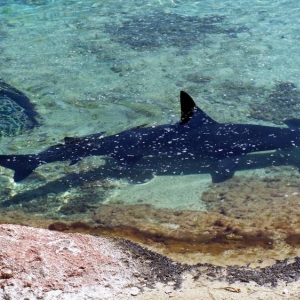 Hammerhead at Atlantis.