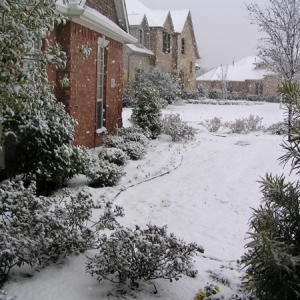 Snow- F