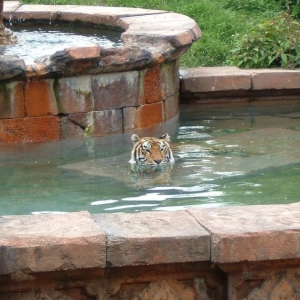 Tiger Cooling Off