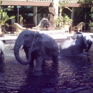 Elephants