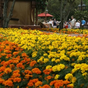 Epcot 2008 Flower and Garden