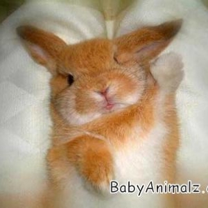 cuddly_wuddly_08