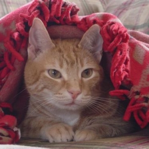 morris