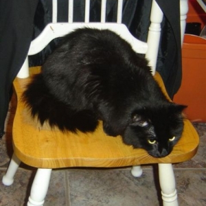 Sweet_Kitty