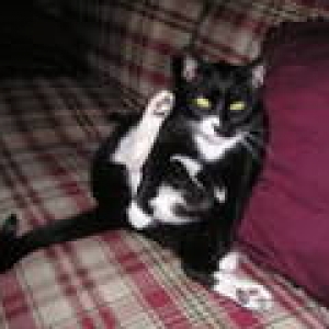 my cat