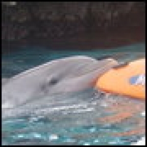 dolphin pushing a dinghy!