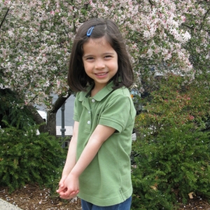 Cherry Blossom Tree