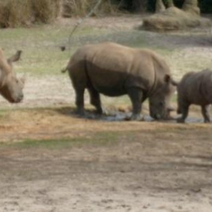rhinos