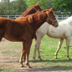 Media 'babies' in category 'Pets'