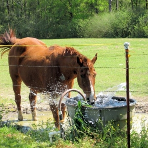 30 year old horse and having fun