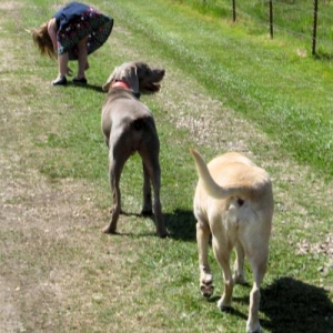 Media 'funny pic' in category 'Pets'