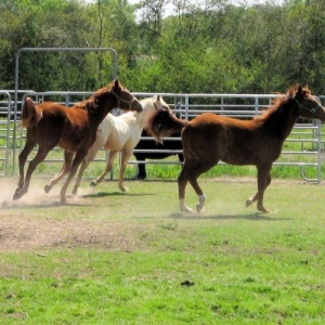 babies running